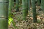 Pavibamboo, perch&egrave; il bamboo &egrave; ecologico - sito istituzionale