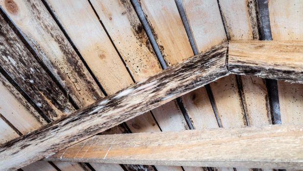 Legno marcescente: come intervenire e prevenire il deterioramento