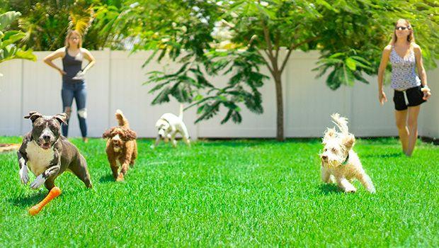 Prato sintetico o prato inglese, quale scegliere per giardino e terrazzo