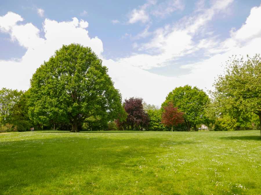 Ampio prato inglese con alberi in un grande spazio verde