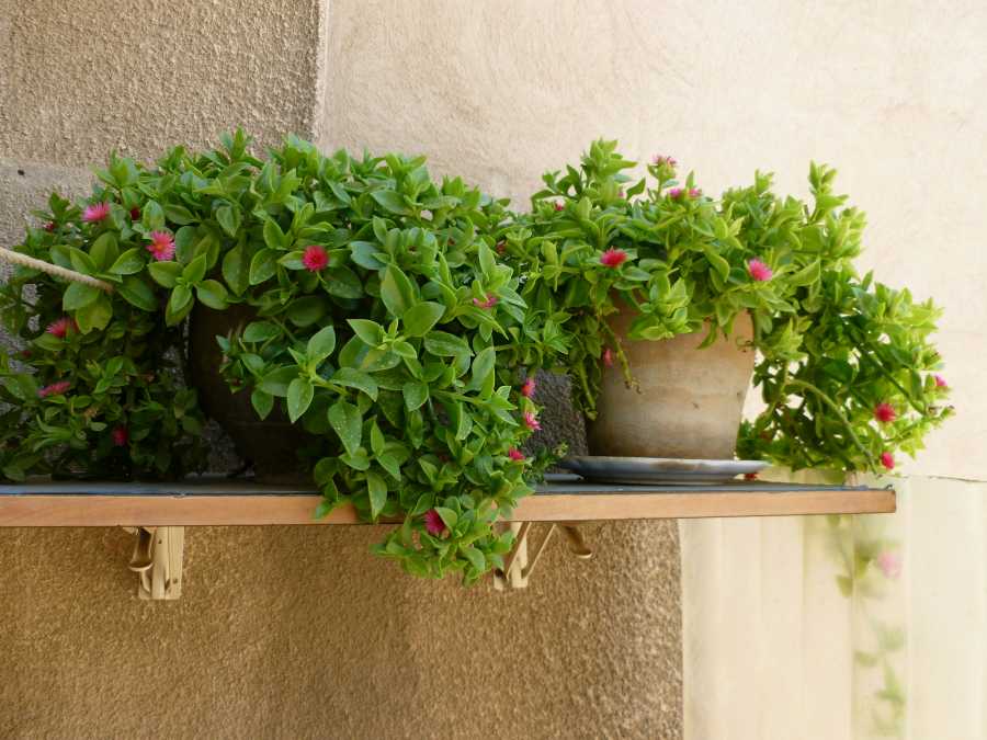 Piante balcone in vaso con foglie verdi e piccoli fiori rosa vicino a una parete esterna