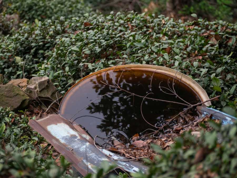 Acqua stagnante in un contenitore all&rsquo;aperto con foglie e rami secchi
