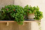 Le piante sane abbelliscono il balcone - fonte Unsplash