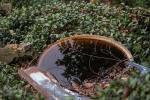 L’acqua stagnante attira le zanzare - fonte Unsplash
