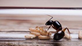 Formiche in casa anche senza briciole: cause reali e soluzioni efficaci
