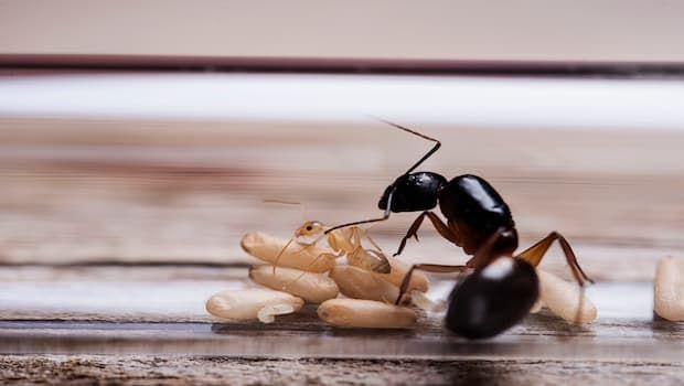 Formiche in casa anche senza briciole: cause reali e soluzioni efficaci