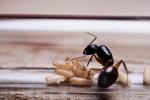 Perché ci sono formiche in casa senza cibo visibile