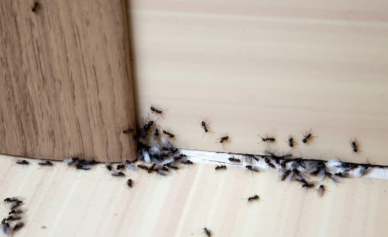 Perché compaiono piccoli insetti in una cucina pulita