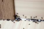 Perché compaiono piccoli insetti in una cucina pulita