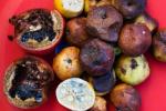 Perché la frutta matura troppo presto