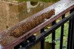 Dopo la pioggia è importante eliminare l'acqua ferma da ringhiere e superfici del balcone.
