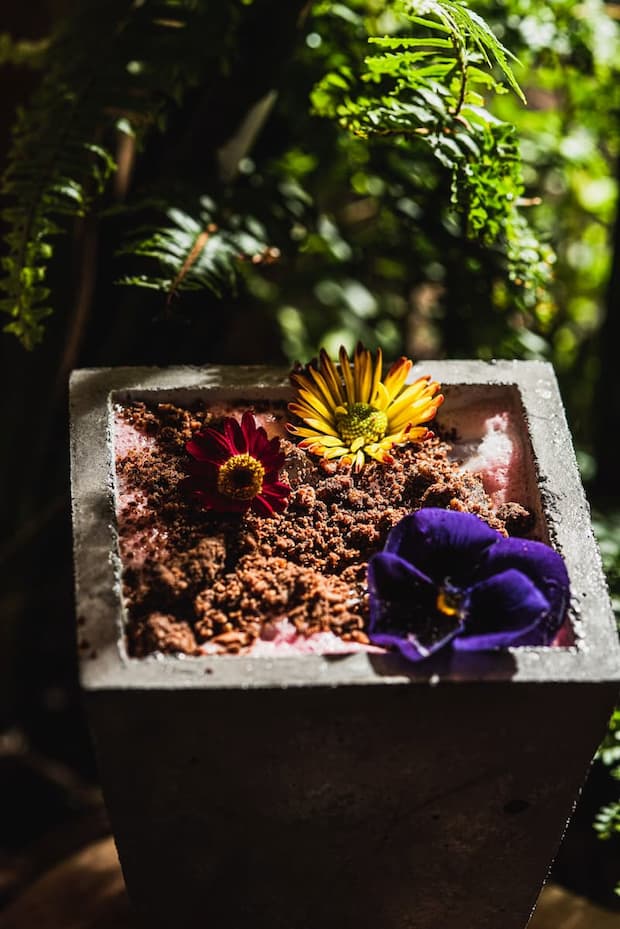 fiori in vaso di cemento