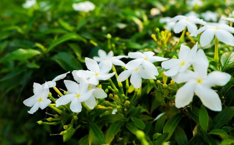 Rampicanti sulla recinzione giardino da potare per evitare cedimenti.