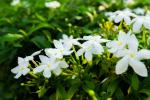 Rampicanti sulla recinzione giardino da potare per evitare cedimenti.