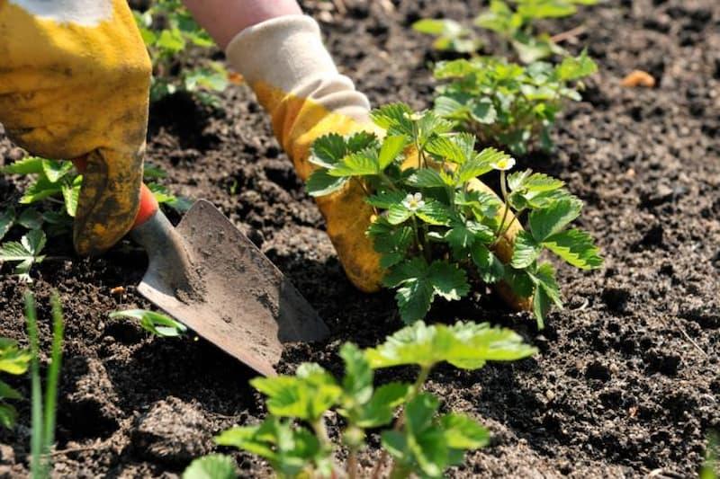 Per il trapianto delle giovani piante è importante utilizzare attrezzi per orto leggeri e maneggevoli.