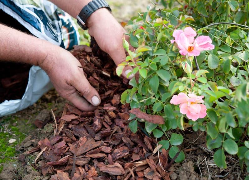 La pacciamatura naturale protegge il terreno, limita le infestanti e mantiene più a lungo l'umidità.