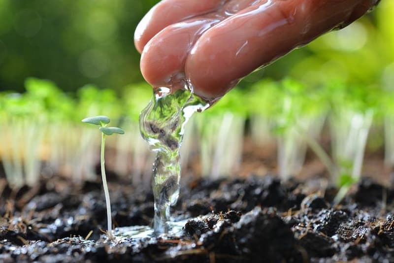 Irrigazione delle giovani piantine