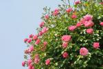 Le rose rampicanti sono piante per esterno adatte a pergole e grigliati esposti al sole.