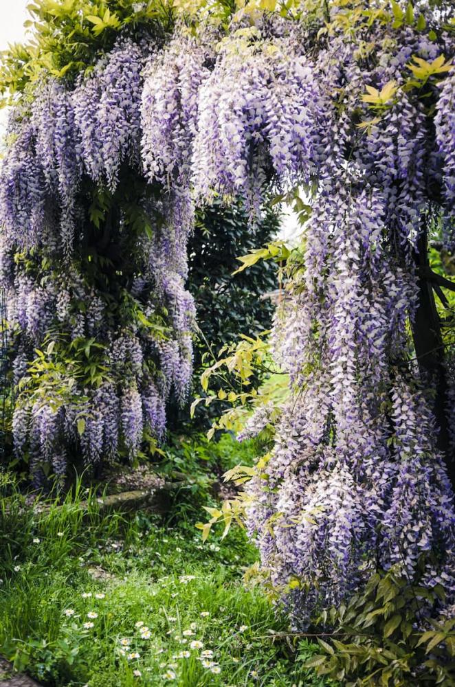 Pergola ricoperta da glicine, una delle migliori piante per esterno per decorare giardini con fioriture primaverili.