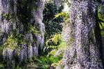 Pergola ricoperta da glicine, una delle migliori piante per esterno per decorare giardini con fioriture primaverili.