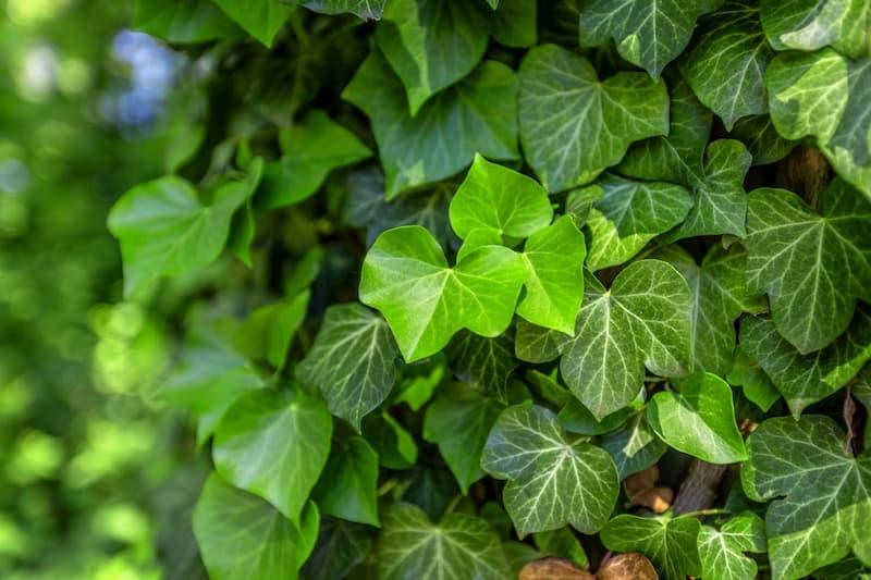 Tra le piante sempreverdi più resistenti, l'edera è indicata per rivestire muri, recinzioni e grigliati.