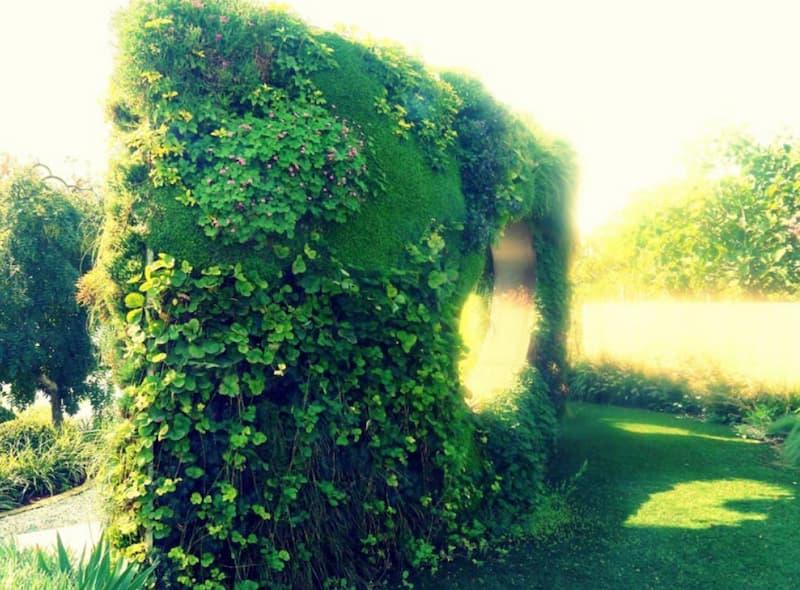 Le piante rampicanti permettono di trasformare pergole e strutture verticali in pareti verdi decorative.