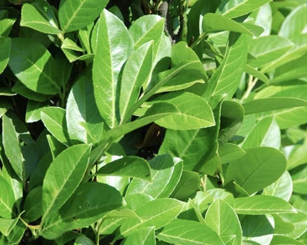 Pruno Lauroceraso rotundifolia piantedasiepe