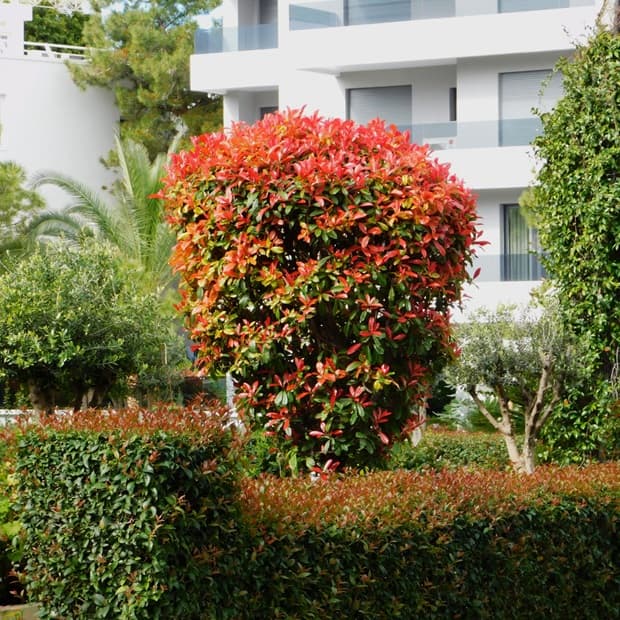 Photinia dettaglio da sassi Garden