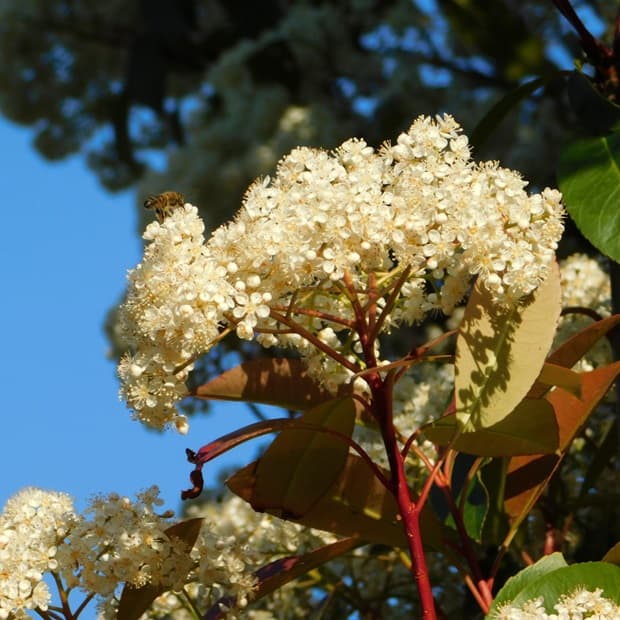 Photinia albero bianco Sassi Garden