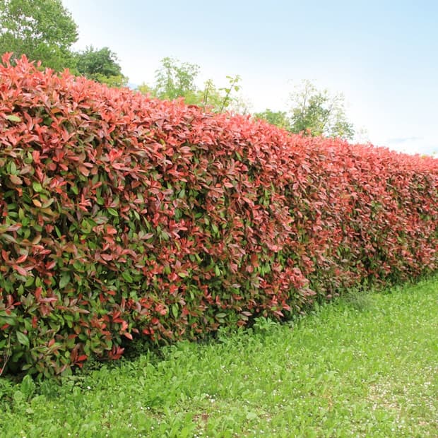Siepe Photinia red Sassi Garden