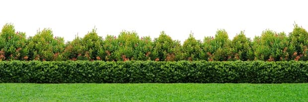 Siepe con fiori iStock