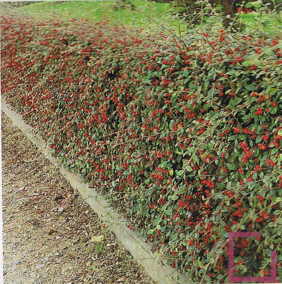 Cotoneaster da siepe da Sassi Garden
