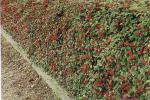 Cotoneaster da siepe da Sassi Garden