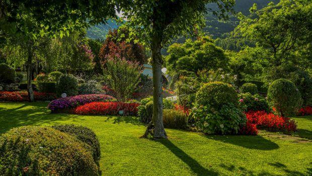 Alberi vicino casa: come evitare danni e interferenze