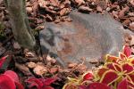 Pacciamatura Tenax utilizzata nel rain garden per proteggere il terreno e limitare la crescita delle infestanti.