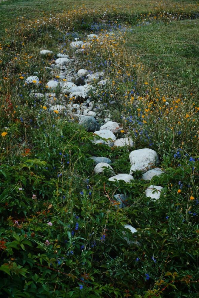 Canale drenante con pietre e vegetazione spontanea per convogliare l’acqua all’interno di un rain garden.