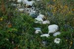 Canale drenante con pietre e vegetazione spontanea per convogliare l’acqua all’interno di un rain garden.