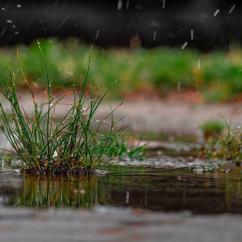Acqua piovana raccolta nel terreno durante un temporale, principio alla base del funzionamento di un rain garden.