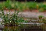 Acqua piovana raccolta nel terreno durante un temporale, principio alla base del funzionamento di un rain garden.