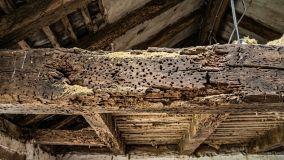 Come consolidare un solaio in legno danneggiato dai tarli