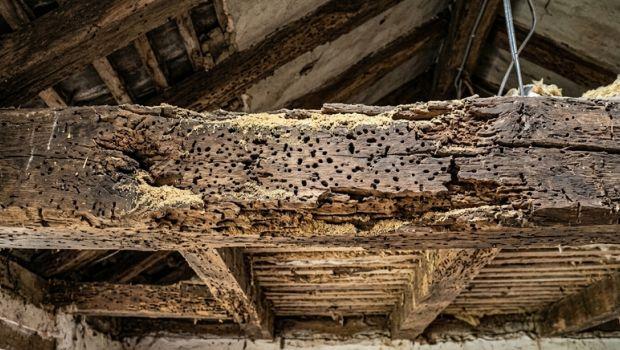 Come consolidare un solaio in legno danneggiato dai tarli
