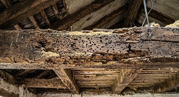Solaio in legno danneggiato dai tarli