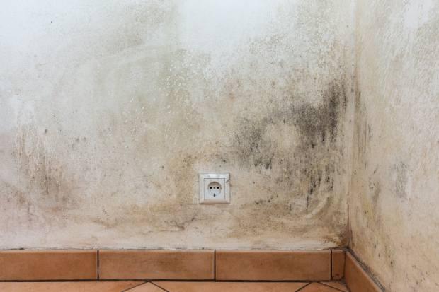 Parete con evidenti problemi di muffa