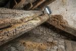 Infestazione superficiale su una trave