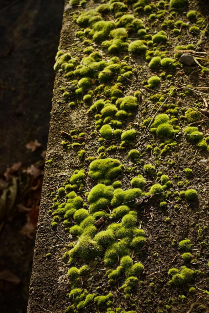 Formazione di muschio sulla pavimentazione esterna favorita da umidità e ristagno dell’acqua.