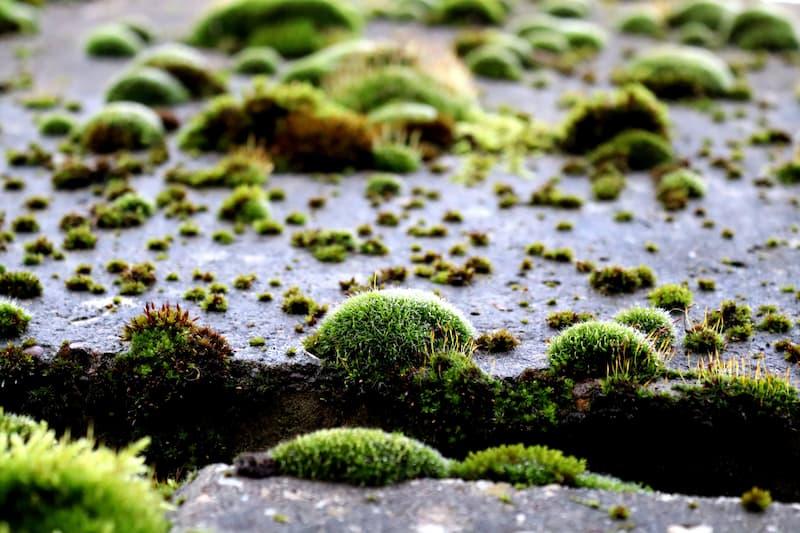 Crescita localizzata di muschio sul pavimento causata dall’accumulo di umidità tra le fughe.