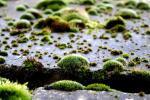 Crescita localizzata di muschio sul pavimento causata dall’accumulo di umidità tra le fughe.