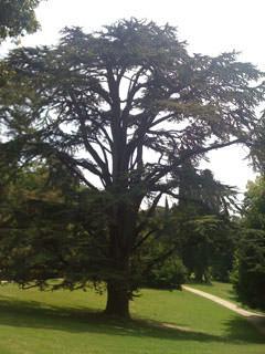 Cedro del Libano, Giardino inglese Reggia di Caserta