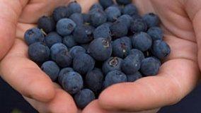 Pannelli solari al mirtillo