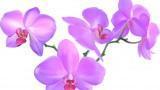 Coltivare Orchidee